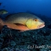 snapper_red_ver_h_0172_yap1086.jpg